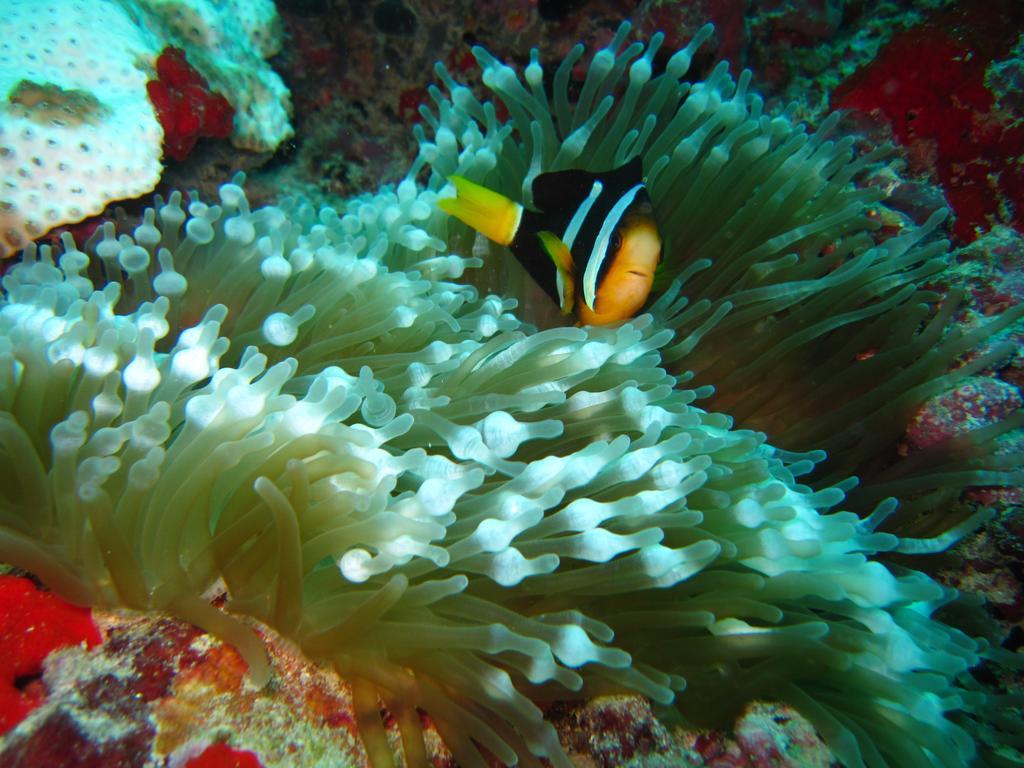 Marinabayvilla-Himandhoo Екстериор снимка