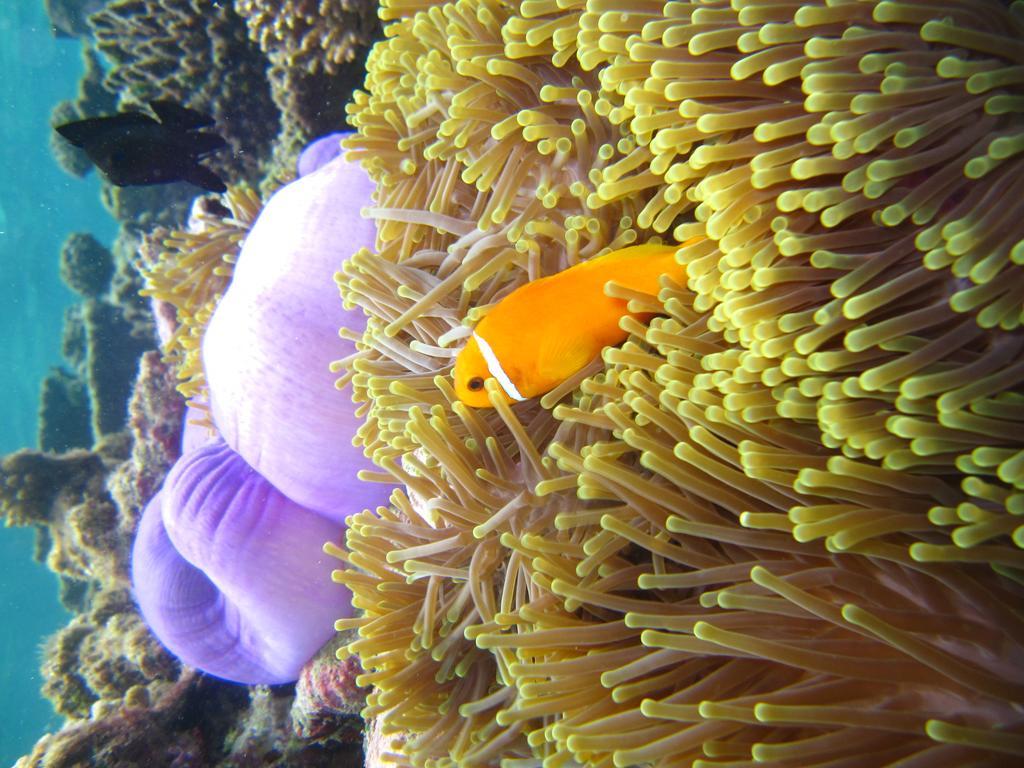 Marinabayvilla-Himandhoo Екстериор снимка